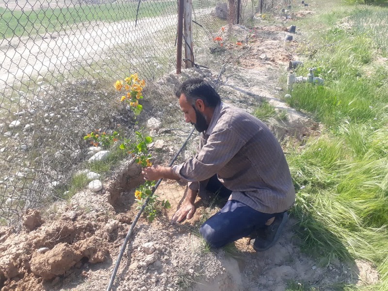 کشت تعداد 50 اصله نهال گل کاغذی 1403.12.28